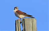 American Kestrel